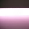ebt pink